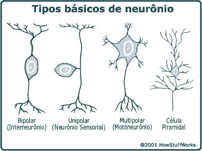 Tipos de Neurônios Neurônio sensorial Corpo celular Neurônio associativo Corpo celular Direção da condução Axônio Terminações nervosas AXÔNIO Axônio Dendritos Neurônio