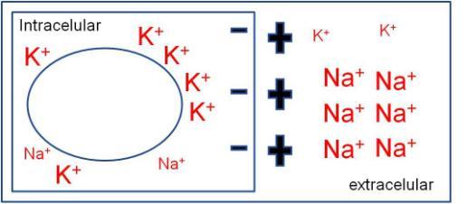 (Intracelular 140mEq/l vs. extracelular 4mEq/l).