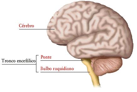 nervoso de atos