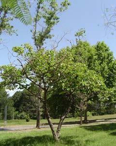 26 (b) (a) (c) Figura 2- Planta e frutos de tungue da espécie Aleurites fordii.(a) Árvore de tungue (b) Frutos de tungue na árvore (c) Frutos de tungue caídos.