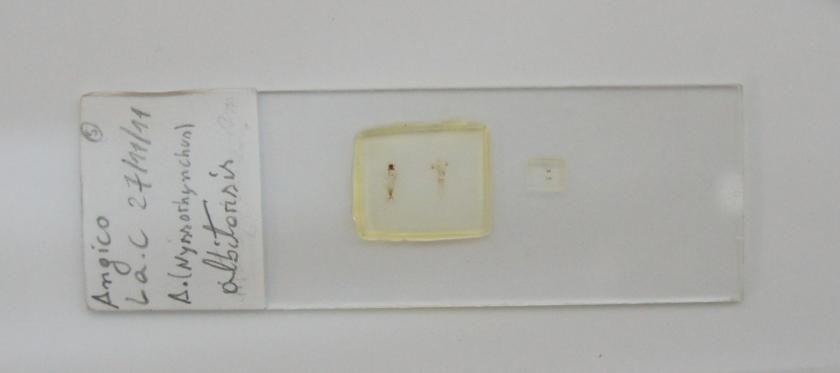 Exemplo de lâmina permanente de espécime associado, proveniente deste estudo, contendo as exúvias larval, pupal e genitália masculina. 4.