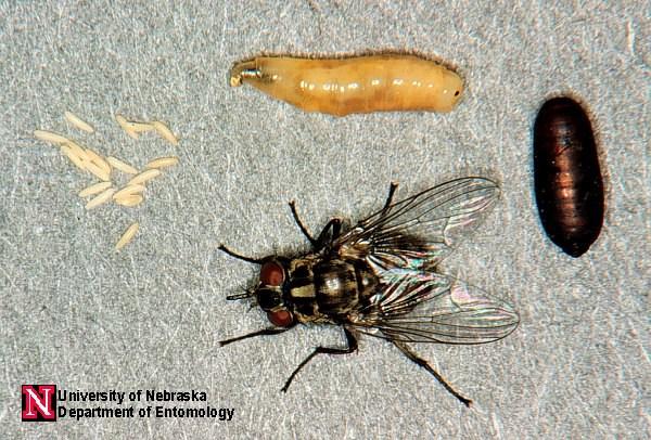 12 Após a oviposição, eclode uma larva de primeiro instar (L1) que passa por mais 2 instares larvais (L2 e L3).