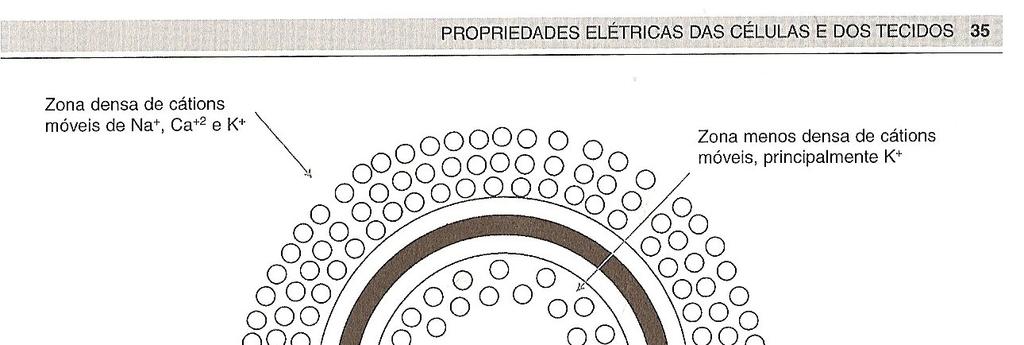 (Charman in Kitchen) Figura 6. Força Eletro Motriz (f.e.m.) e Diferença de Potencial (d.d.p.) interior e exterior às células.