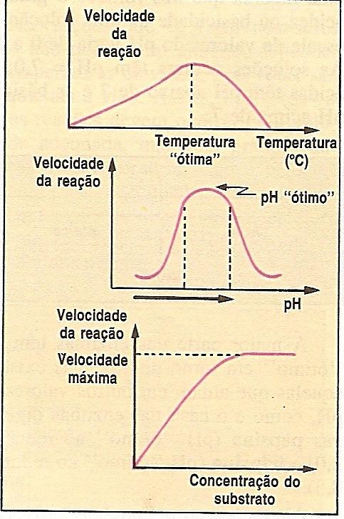 (Lopes) Figura 7. Representa as curvas de velocidade das reações em função dos fatores: temperatura, ph e concentração do substrato.