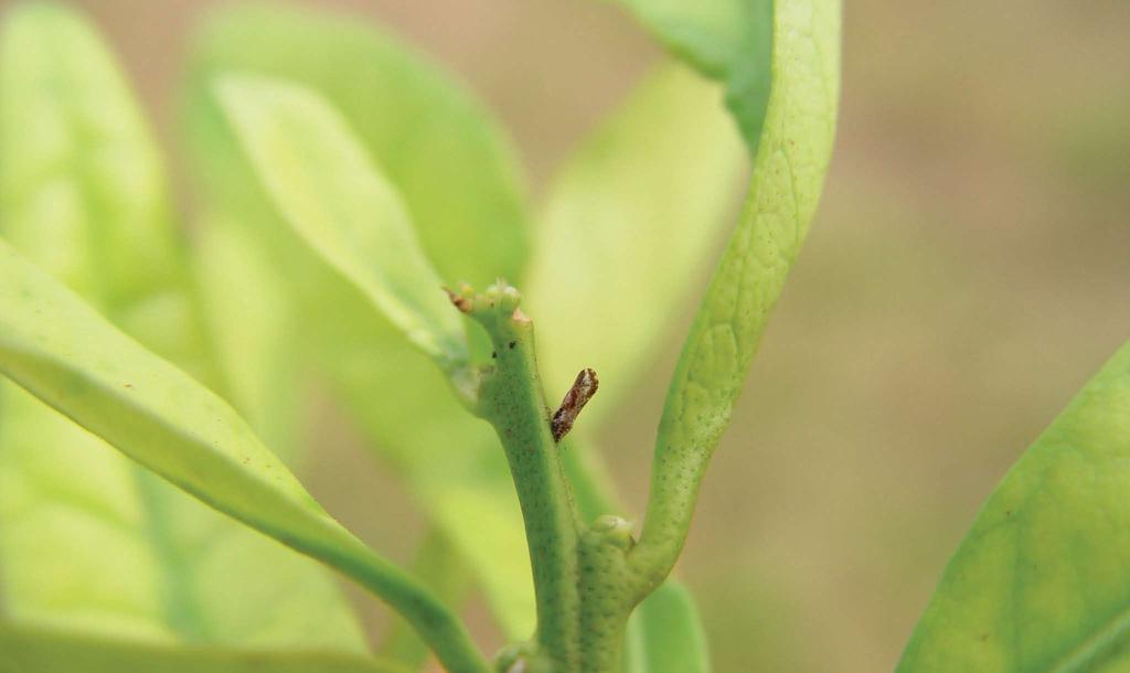 Fortes contra o greening A leitura deve ser semanal e realizada de segunda a quarta-feira O Fundecitrus e os grupos de manejo regional da região de Avaré e Santa Cruz do Rio Pardo estão dando mais um