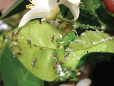 Desde 2010, quando o Fundecitrus comprovou que o manejo regional do greening é mais eficaz, citricultores da região realizam esse trabalho conjunto.