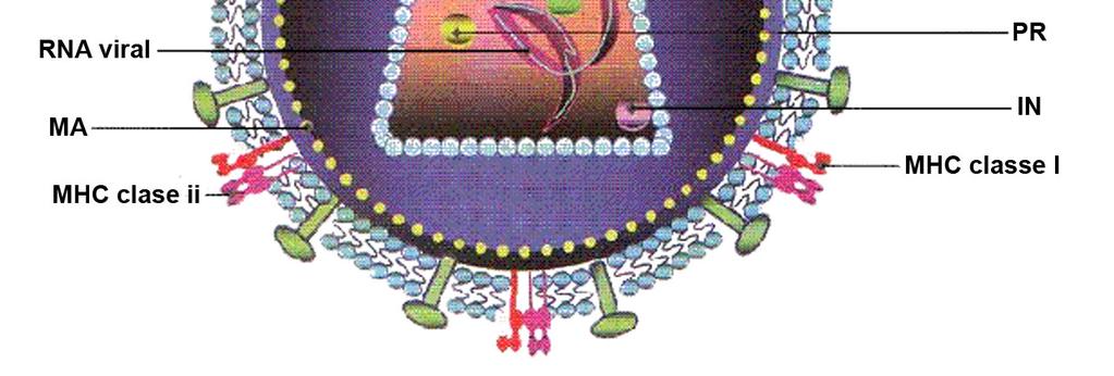 pol (que codifica as enzimas virais protease [PR], transcriptase reversa [RT] e integrase [IN]) e env (que codifica as glicoproteínas do envelope). Esses genes são considerados os genes estruturais.