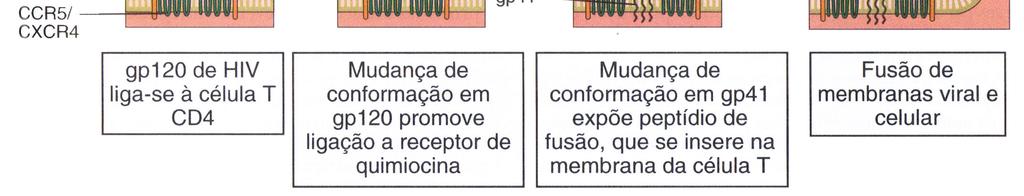 Devido a essa transição, o peptídeo de fusão e o domínio transmembrana de gp41 ficam muito próximos, assim como a membrana celular e a viral.