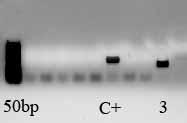 uvarum apresentaram melhor definição no gel de agarose.