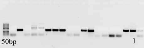 Os marcadores de peso molecular usados foram o GeneRuler 100bp DNA Lader Plus (#SM053) e GeneRuler 50 bp DNA Lader (#SM033) da Fermentas. No que diz respeito às amostras identificadas como M.