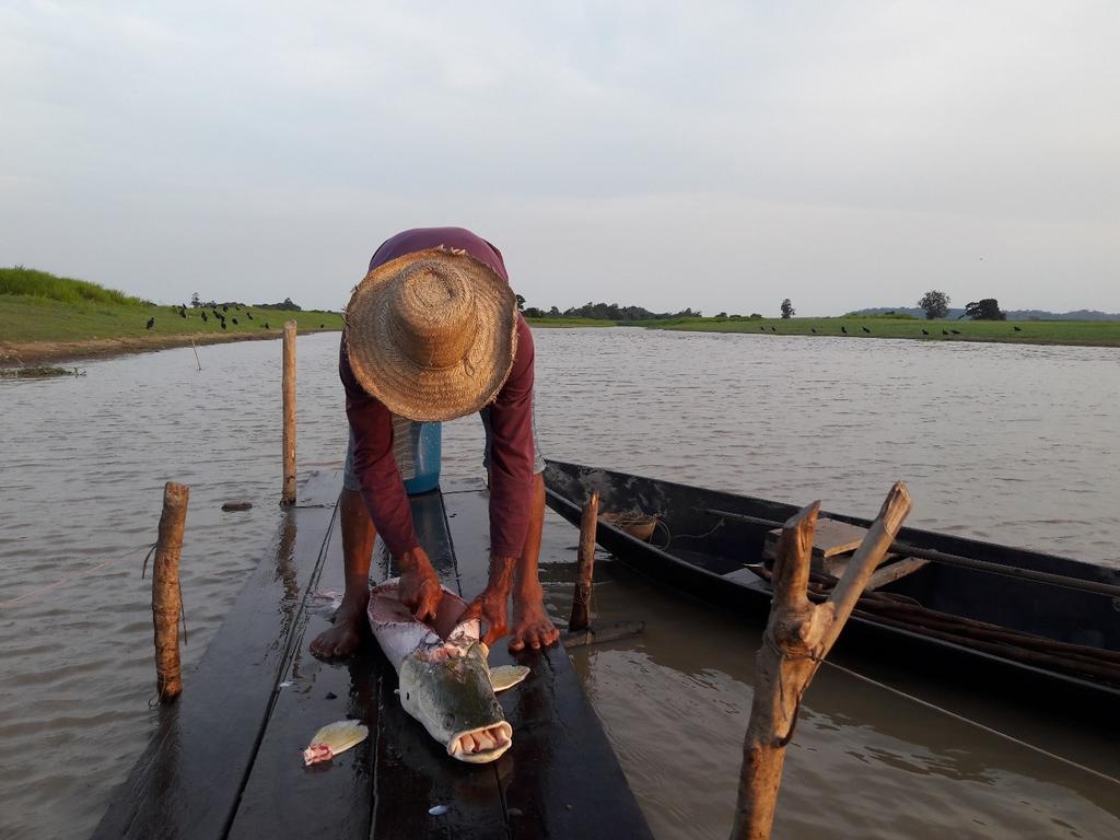 como instrumento de pesca a haste/arpão Figura 3.