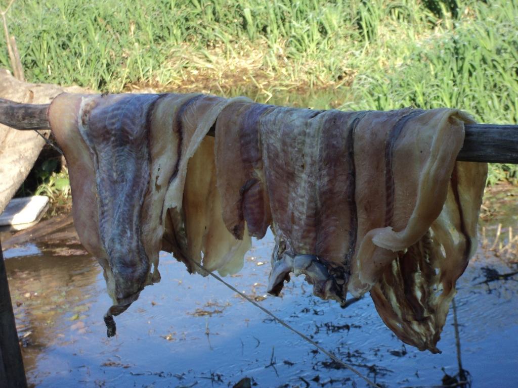 Além de fonte de renda o pirarucu é base alimentar dos Filhos