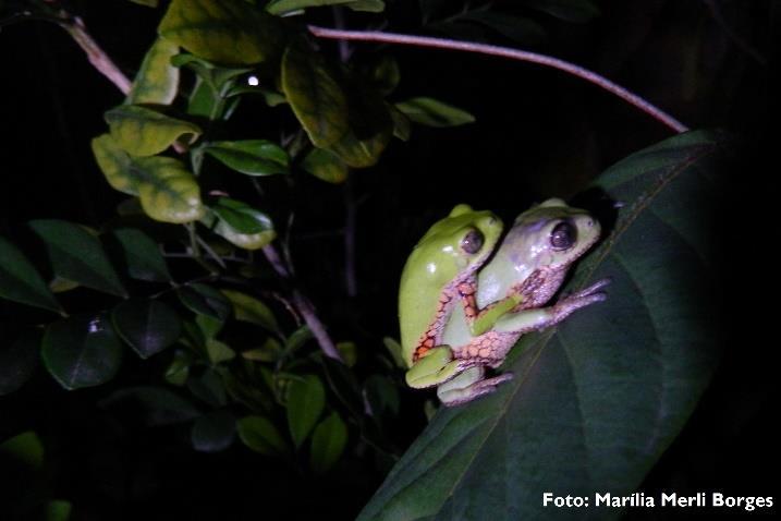 27 Figura 3. Casal de Phyllomedusa ayeaye em amplexo axilar, município de Sacramento, Minas Gerais.