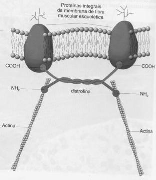 moleculares da contração