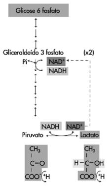 BIONRGÉTICA DOS XRCÍCIOS Os Sistemas nergéticos SMPR estarão em operação BIONRGÉTICA DOS XRCÍCIOS SISTMA DOS FOSFAGÊNIOS OU ATP/CP NÃO há ordenação entre os sistemas energéticos ATP ADP + Pi + PC