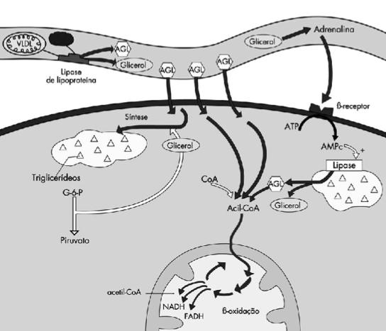 Fundamento de Fisiologia do xercício CD-ROM.