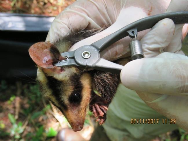 Nenhum exemplar foi a óbito ou foi coletado durante esta campanha de campo.