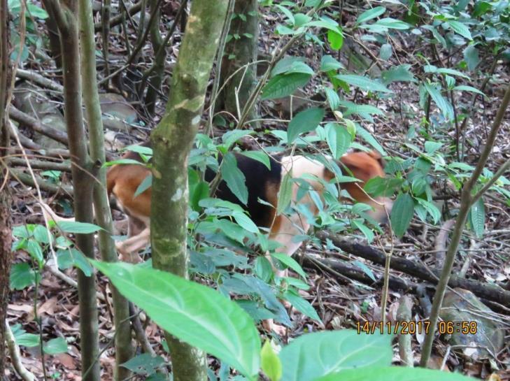 resquício de caça (cartuchos, girais ou armadilhas), porém as trilhas encontradas nas áreas claramente são indícios de que a população anda na mata, provavelmente para a prática da caça.