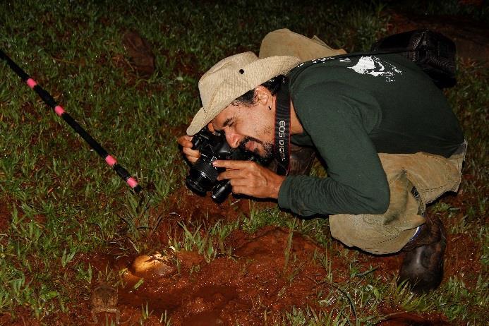 O método foi conduzido em ambientes favoráveis, preferencialmente após a execução do método de transecção no período noturno (20 às 21 horas).