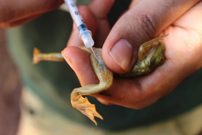 Figura 21: Marcação com biopolímero de cor azul de anuro durante 1ª campanha de monitoramento de herpetofauna na. Outubro/novembro, 2017. 6.2.2.3 - Análise de dados Os resultados obtidos ao longo do estudo foram agrupados de acordo com o método: BALD + BSR e AIQ.