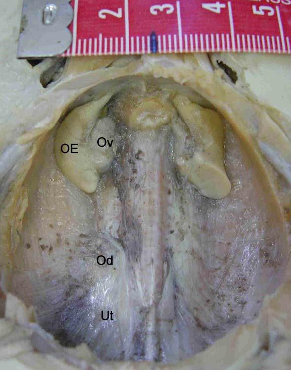 66 2.7. FIGURAS Figura 2.1; Cavidade abdominal de fêmea Narcine brasiliensis.