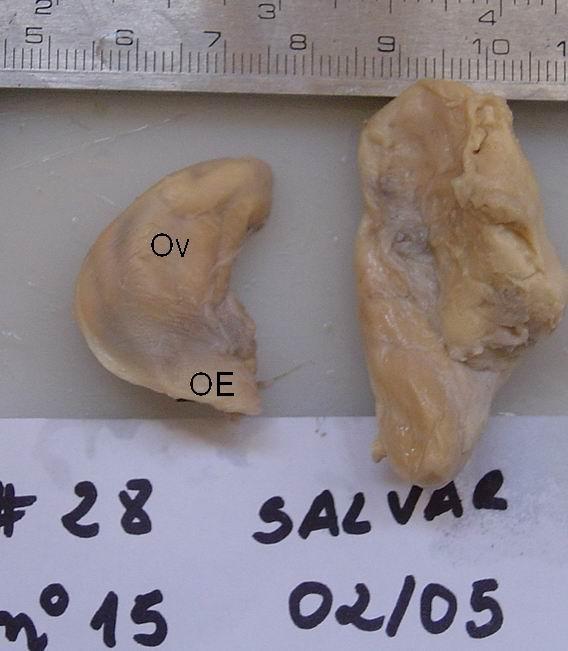 Rio Grande do Sul. F= folículos ovarianos vitelogênicos. Figura 2.