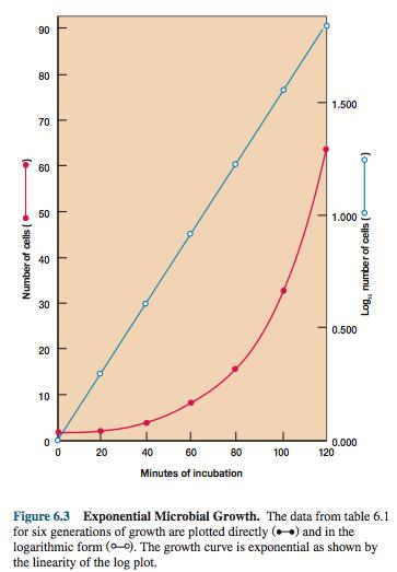 Durante a fase exponencial, cada microrganismo