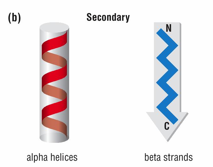 Estrutura Molecular