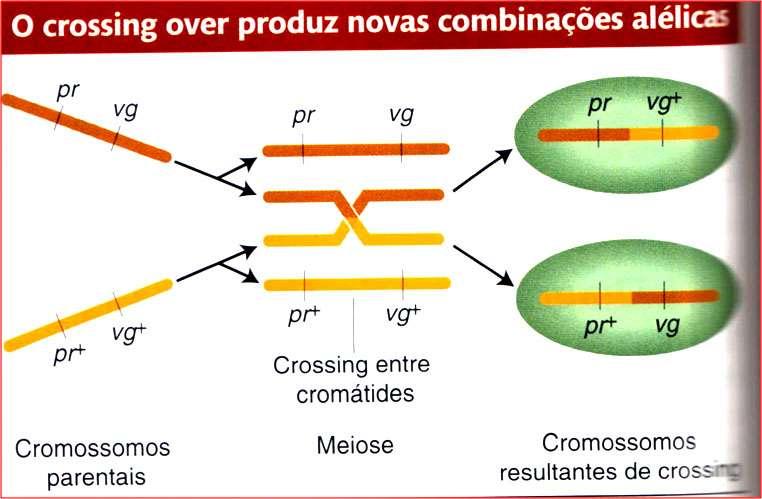 Mas ocorrem também fenótipos recombinantes -> portadores de fenótipos dos dois