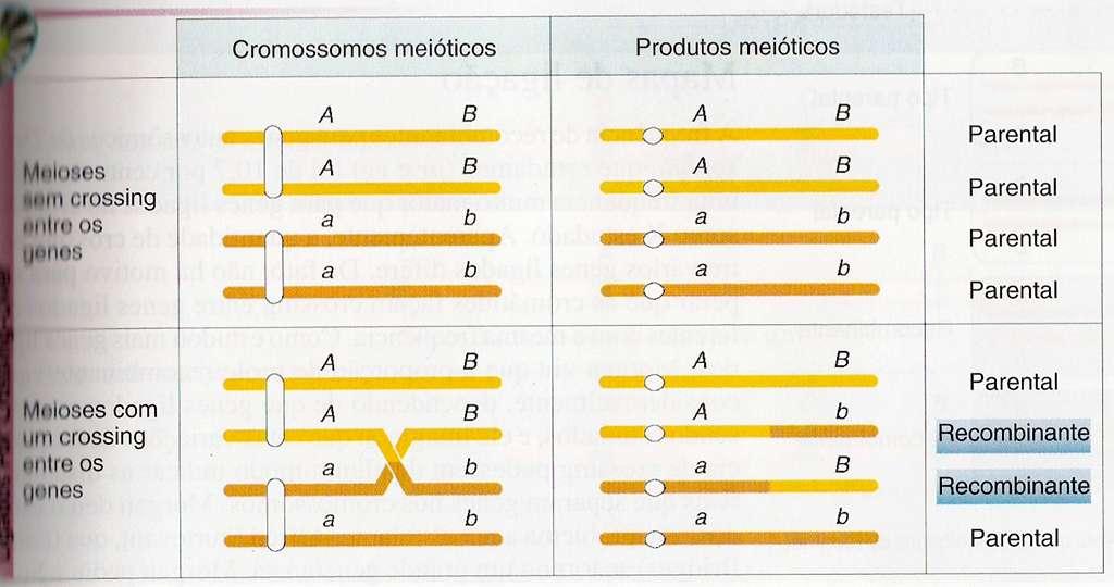 Dois genes no mesmo cromossomo (ligados) Meiose sem crossing over entre os