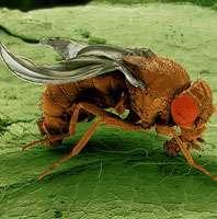 Estudos com a mosca das frutas Drosophila por MORGAN e colaboradores, trouxeram a explicação para o que poderia estar ocorrendo.