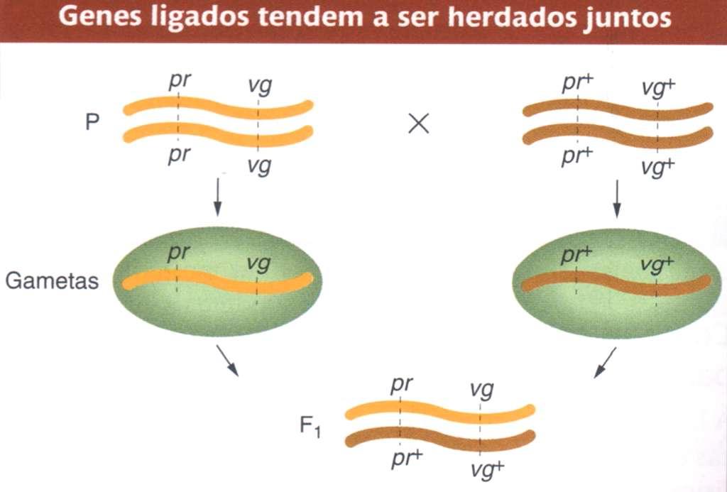 pr olho cor púrpura vg - asa vestigial Herança