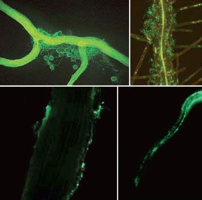 Micro-organismos na Rizosfera Fungo Micorrízico Arbuscular Milho Rizobactéria Promotora Crescimento Bacillus subtilis Arabidopsis thaliana