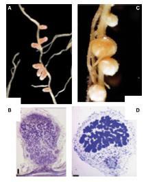 micorrizadas (Küster et al.