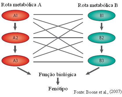 Epistasia Enfoque Genético-Estatístico Epistasia Causas Produtos gênicos podem estar relacionados biologicamente, em rotas metabólicas.