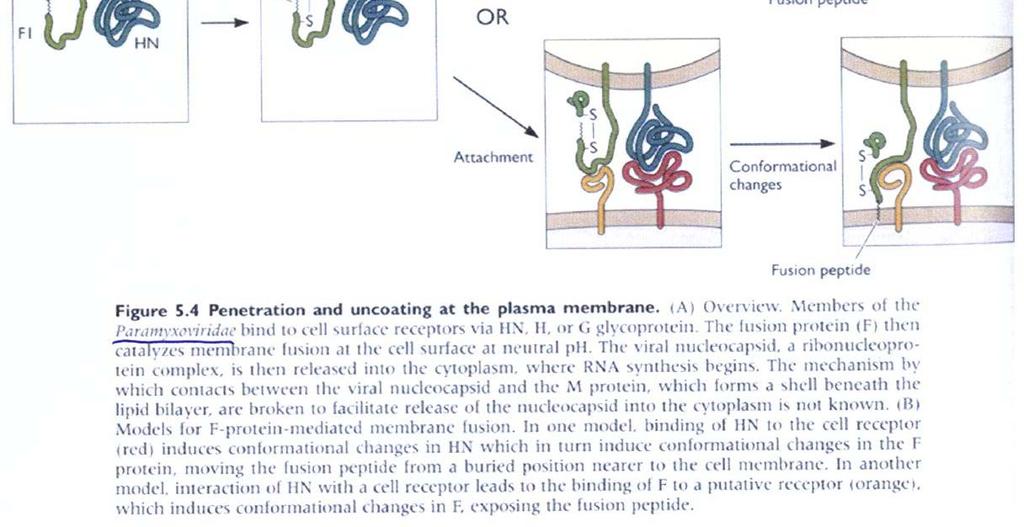 Principles of Virology.