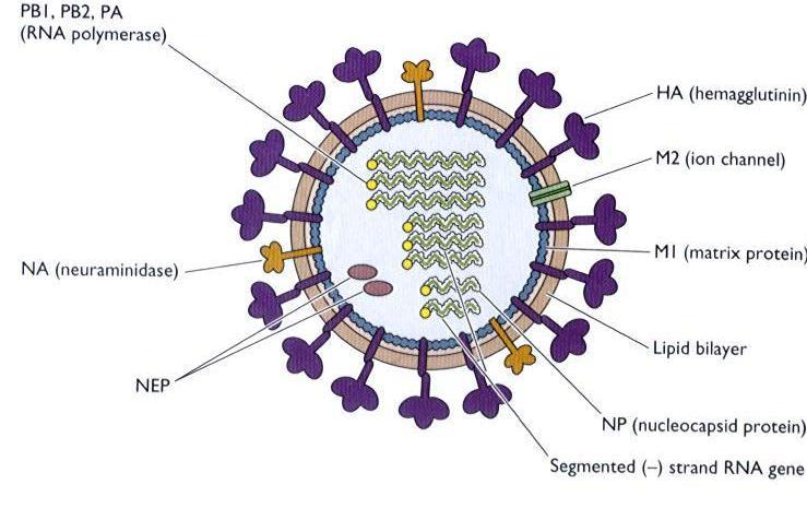 Orthomyxoviridae Flint, S. J., Enquist, L. W., Krug, R. M., Racaniello, V. R. and Skalka, A. M. (2004).