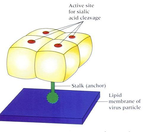 HA NA HA e NA: Levine, A. J. (1992). Viruses. Scientific American Library. Flint, S. J., Enquist, L. W., Krug, R. M.