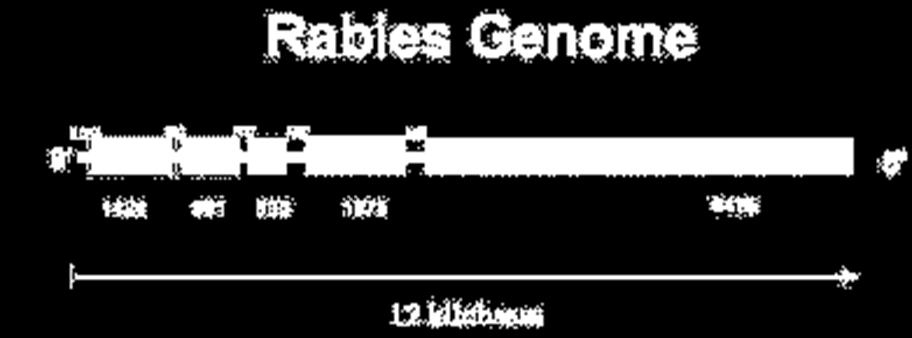 Molecular Virology.