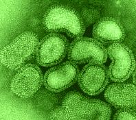 Doenças emergentes em humanos - Gripe aviária Vírus da influenza tipo A: Itália - por