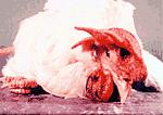 2004: 30 óbitos e > 100 milhões de aves sacrificadas Hoje dezenas de pessoas mortas ao