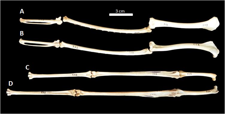 19 Fig. 4 Crânios em vista lateral (acima) e dorsal (abaixo) de: A- Pilherodius pileatus (MHNT- 722) e B- Syrigma sibilatrix (MHNT-503).