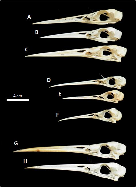 Fig. 6 Crânios de Ardeinae em vista lateral: A- Ardea herodias (MHNT- 535); B- Ardea cinerea (MHNT-1930); C- Ardea cocoi (MHNT-873); D- Egretta tricolor (MHNT- 583); E- Egretta thula (MHNT-464); F-