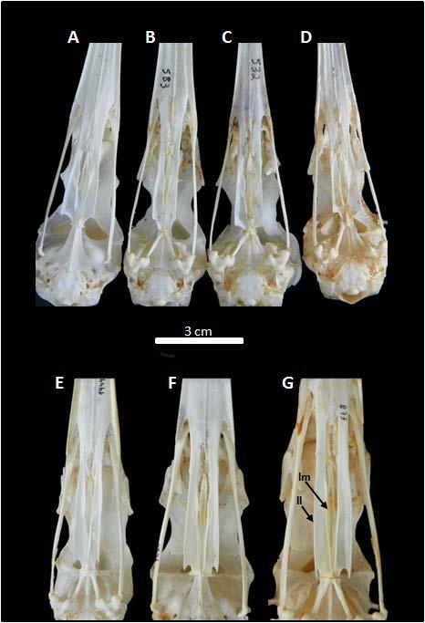 Fig. 7 - Crânios em vista ventral de Ardeinae. Observar a configuração dos palatinos: lm (lâmina medial) e ll (lâmina lateral). A- Egretta garzetta (MHNT- 1153).
