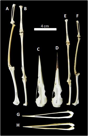 Fig. 9 - Comparação quanto à proporção do esqueleto de: A, B e C: Ardeola ralloides (MHNT- 1061) com D, E e F: Butorides striatus (MHNT- 1932).