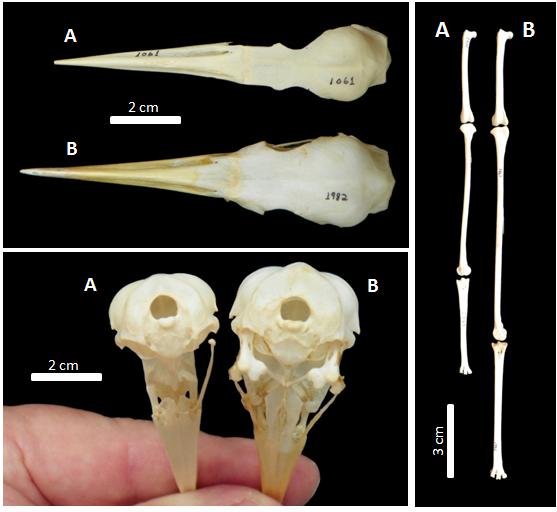 Fig. 10 - Comparação dos crânios e proporção dos membros posteriores de: A - Ardeola ralloides (MHNT-1061) e B - Bubulcus ibis (MHNT-1982).