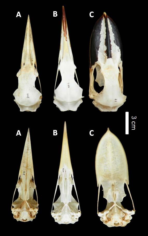 Fig. 11- Crânios em vista dorsal (acima) e ventral (abaixo) de: A- Nycticorax violacea (MHNT-710); B- Nycticorax nycticorax (MHNT-1977) e C-