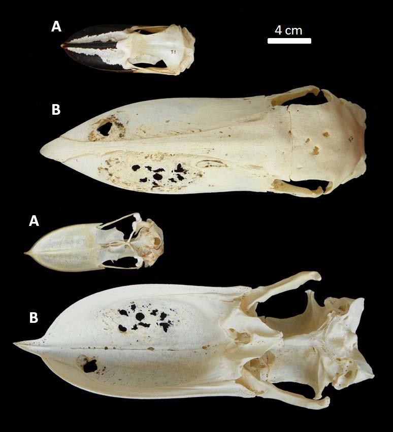 Fig. 14 Comparação dos crânios de A - Cochlearius cochlearius (MHNT- 31) e B- Balaeniceps rex (MHNT-32) em vista dorsal (acima) e ventral (abaixo).
