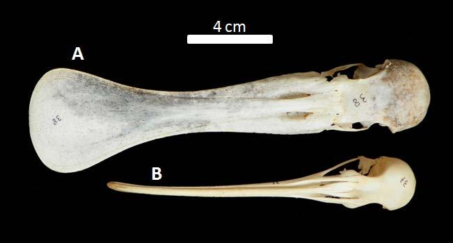 33 Fig. 15 Crânios em vista dorsal de Threskiornithidae: A - Platalea ajaja (MHNT- 38) e B- Eudocimus ruber (MHNT-37).
