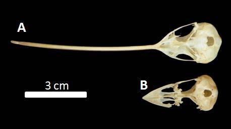 16 Crânios de Passeriformes, família Dendrocolaptidae: A- Campylorhamphus falcularius (MHNT-1078) e família Tyrannidae: